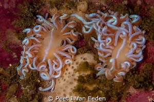 Reaching Out
Coral Nudibranchs unique to Cape Peninsula,... by Peet J Van Eeden 